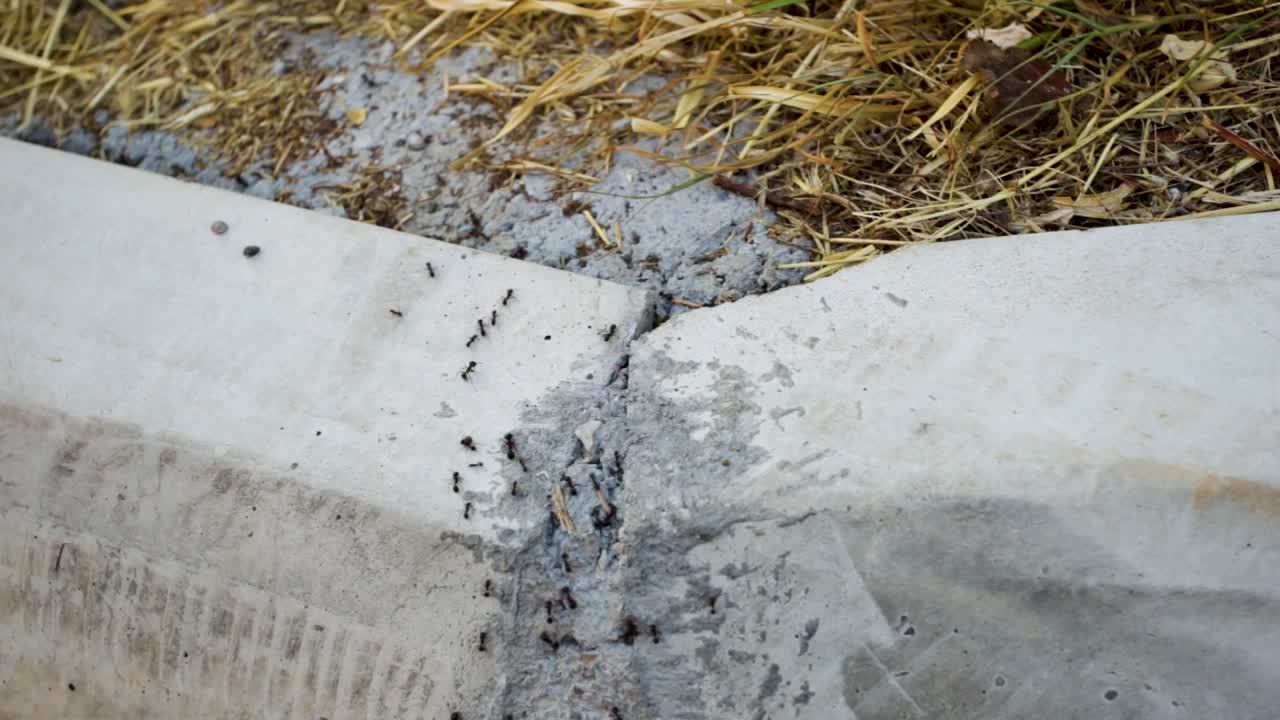 hormigas cruzando por el lado de la carretera - de cerca