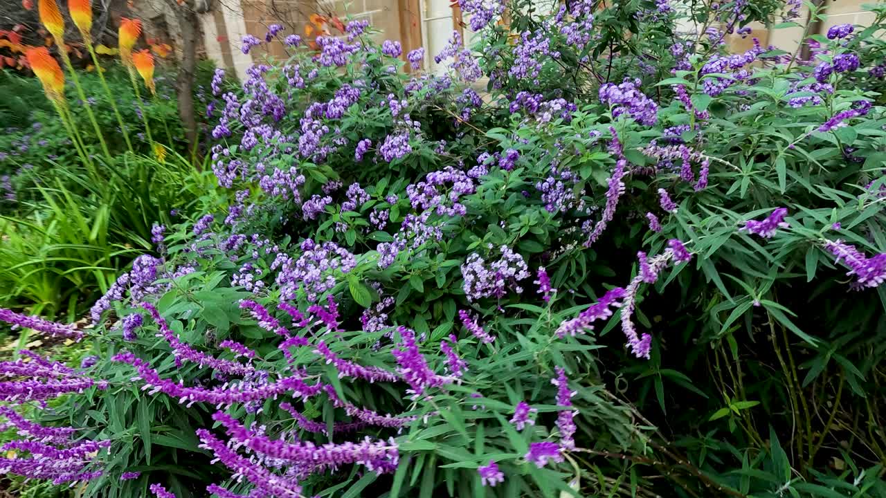 salvia mexicana vibrante en el entorno urbano