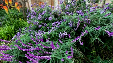 vibrant mexican bush sage in urban setting