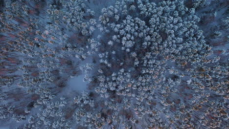 aerial: slowly flying forward above blue winter forest during golden hour