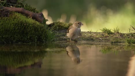 Finch-Drinking-Water-from-a-Mystical-Stream,-Forest-Floor,-Beautiful-Lighting,-Enchanted-Close-Up