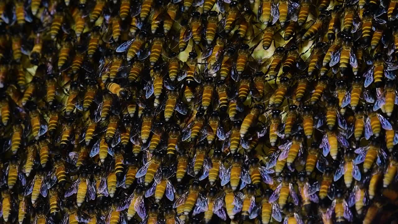 se sabe que las abejas melíferas gigantes construyen grandes colonias de nidos con bolsillos simétricos hechos de cera para almacenar miel como fuente de alimento.