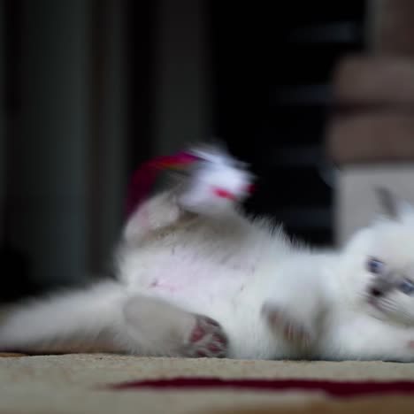 kitten playing with toy