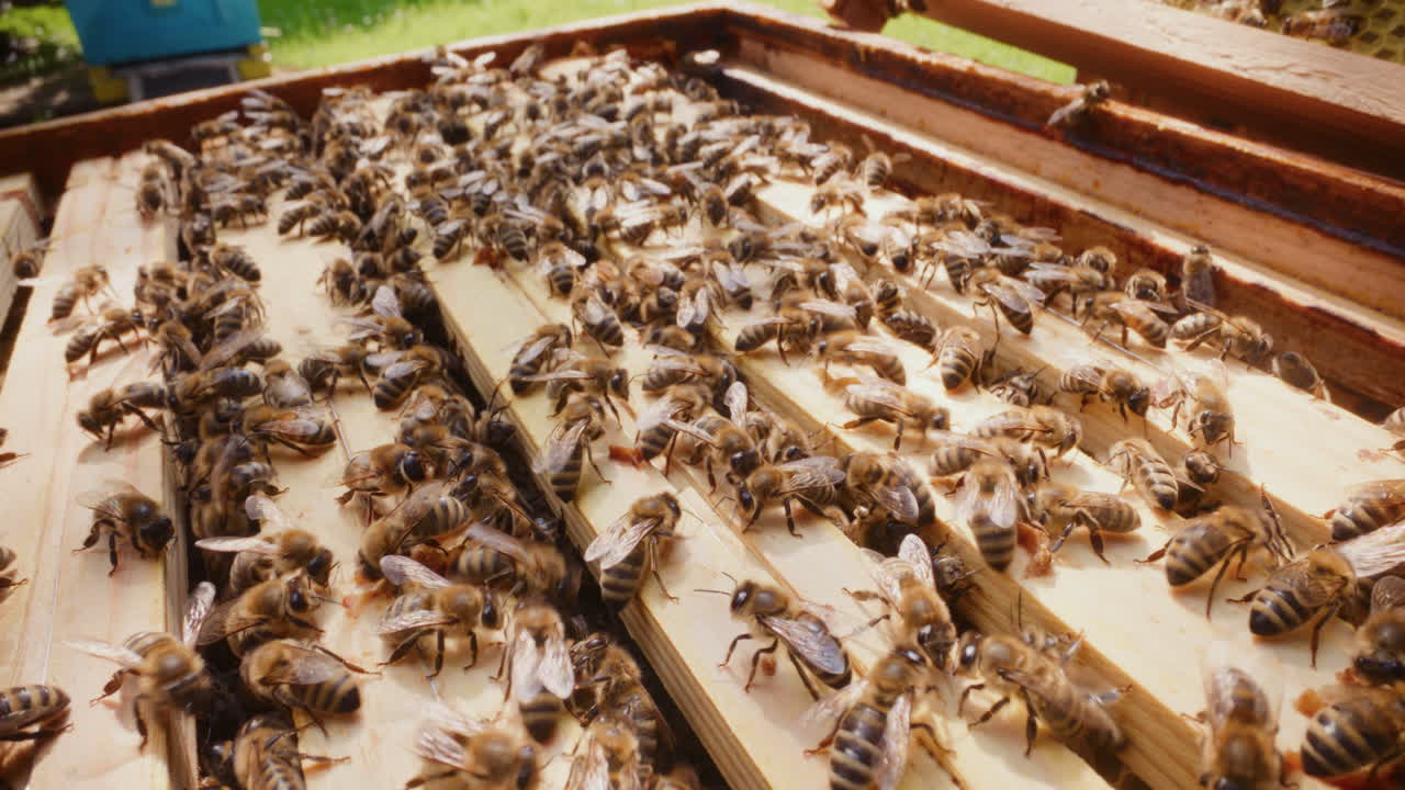 abejas activas que trabajan en una colmena abierta