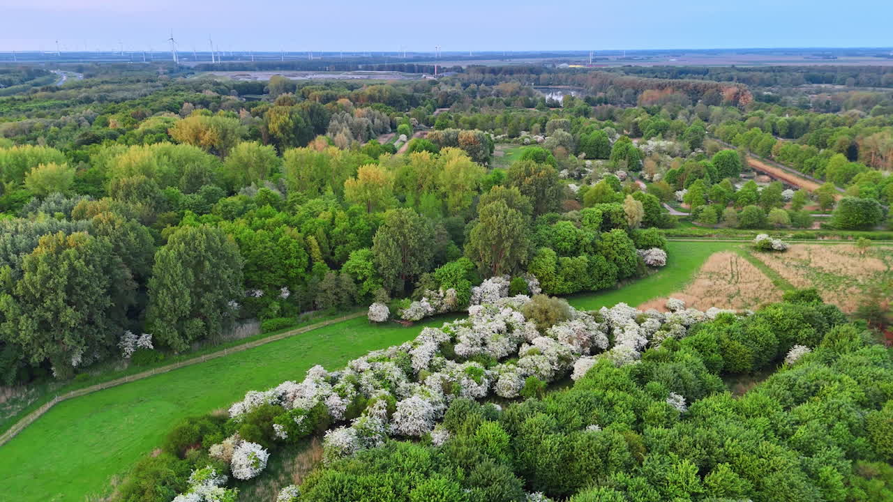 Spring's lush Dutch greenery. Lush trees and blooming flowers fill the landscape in the Netherlands, showcasing nature's beauty in springtime