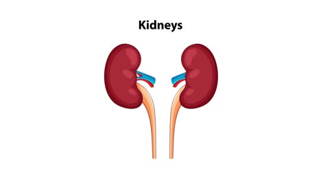 animated sequence zooms from a full-body anatomical illustration to a close-up of kidneys, using smooth transitions and clear labeling for educational clarity