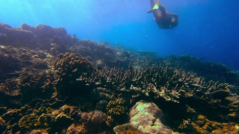 Un-Hombre-Buceando-En-El-Agua-Azul-Cristalina-Alrededor-De-Un-Arrecife-De-Coral-Lleno-De-Vida-Y-Peces-Exóticos