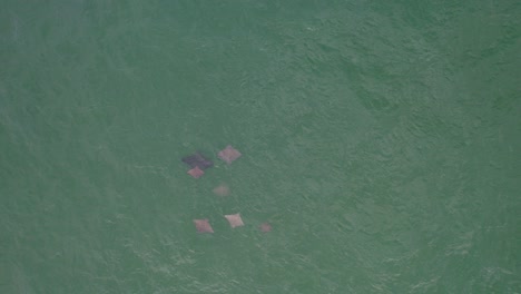 Eagle-Ray-Fish-Under-Clear-Blue-Sea-In-Queensland,-Australia