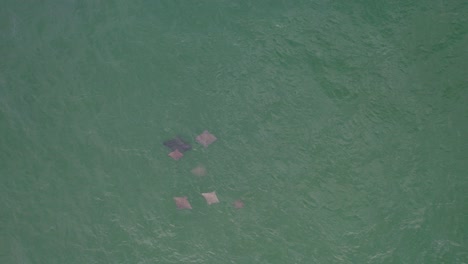 pez raya águila bajo un mar azul claro en queensland, australia