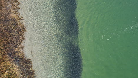 Drone-footage-of-school-of-fish-swimming-along-the-shore-with-clear-ocean-waters