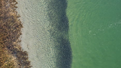 drone footage of school of fish swimming along the shore with clear ocean waters