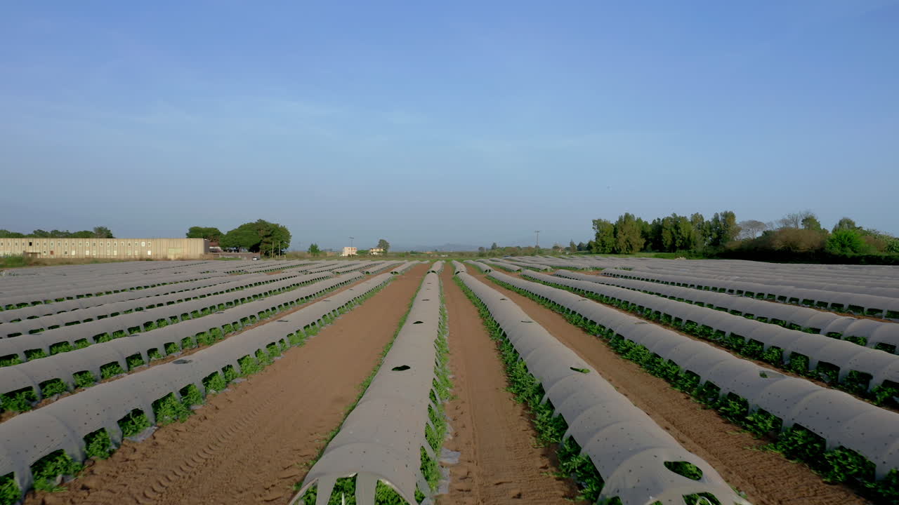 aéreo: volando bajo sobre el invernadero durante un día soleado