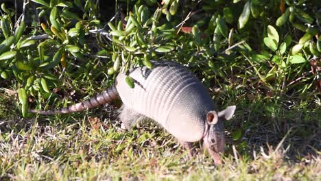 close up of armadillo in golden light