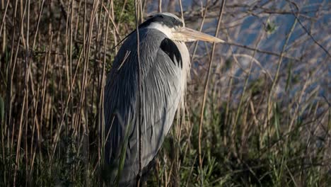 Carmargue-Bird-4K-00