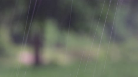 rain comes in the jungle anytime and one must enjoy the most out of it