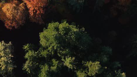 Smooth-tilt-up-shot-of-a-colorful-forest-in-aerial-view-with-revealing-a-foggy-field-in-4K-in-the-fall-season