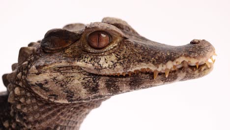 cuviers-dwarf-caiman-closeup-breathing-slomo