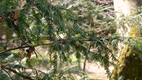 Close up nature shot of a pine tree branch slowing moving and blowing in the wind