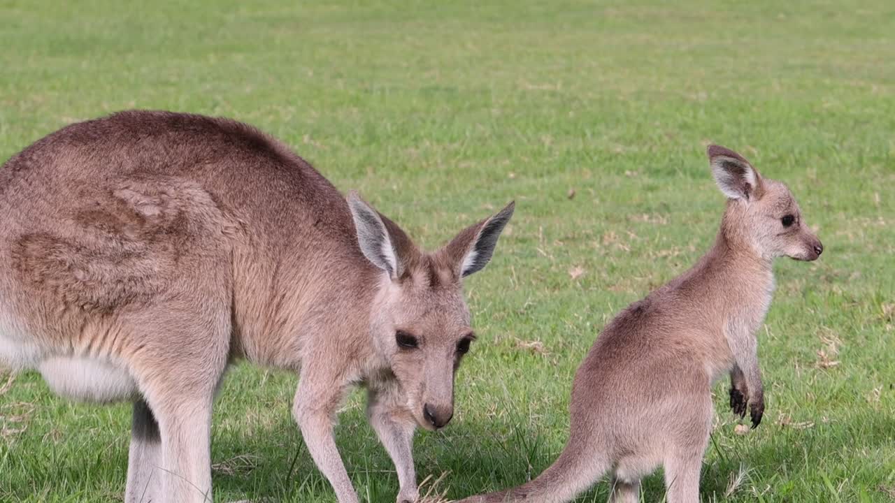 A kangaroo and its joey explore and graze together in a lush, green field.