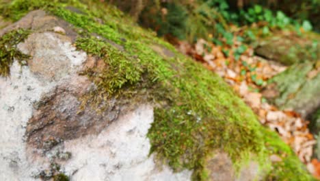 tire hacia atrás hasta el musgo no enfocado en las rocas en el fondo de color otoñal