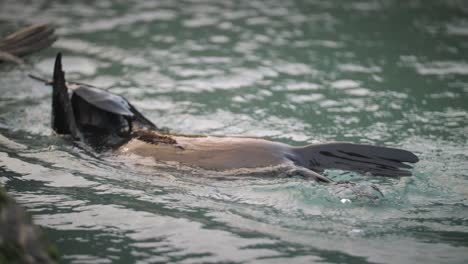 lindo bebé lobo marino frotándose la cara con sus aletas mientras nada sobre su espalda