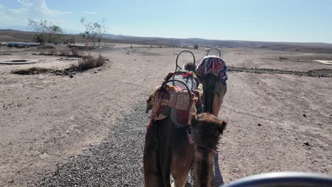 Paseo-En-Camello-Por-El-Desierto,-Transporte-Beduino,-Desierto-De-Agafay-Marruecos