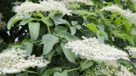 beautiful white elder flowers on a summer day sambucus black sambucus nigra blooms white beautiful white elder flowers on a summer day sambucus black sambucus nigra blooms white a beautiful cluster of elder flowers