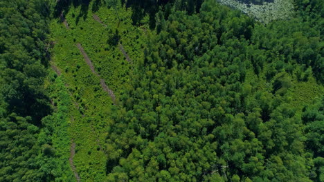 aerial view of amazing evergreen, latvia´s forest canopies from above