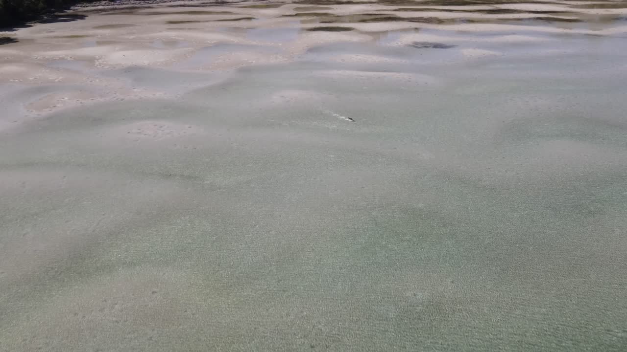 panorámica aérea de drones hacia abajo para mostrar cachorro de perro jugando en la playa de arena corriendo en el agua
