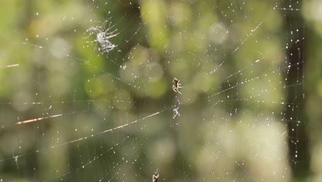 raindrops on the spider web. cobwebs in small drops of rain.