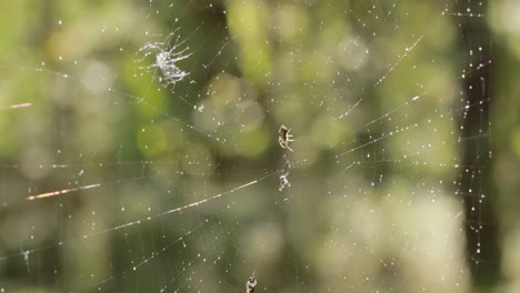 gotas de lluvia en la telaraña, telarañas en pequeñas gotas de lluvia.