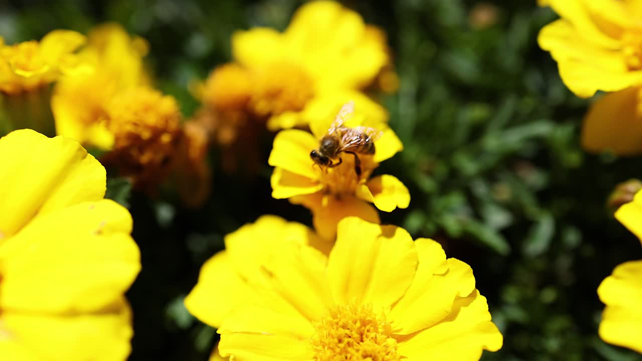 Ape che raccoglie nettare da fiori di calendula gialli