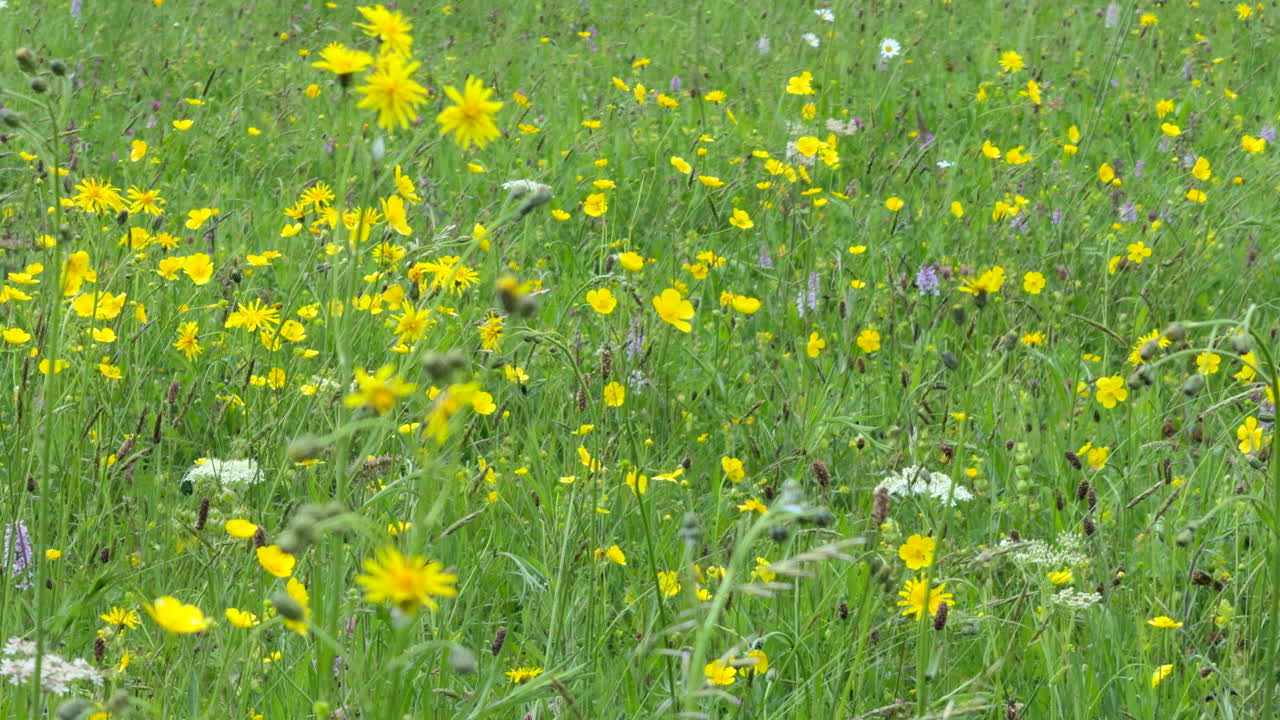 una brisa fresca soplando las bonitas flores silvestres amarillas que crecen en un prado junto con diente de león gigantes y hierbas altas en un soleado día de verano, worcestershire, inglaterra