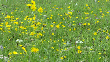 A-fresh-breeze-blowing-the-Pretty-yellow-Buttercup-wildflowers-growing-in-a-meadow-along-with-giant-Dandelions-and-tall-grasses-on-a-sunny-summer-day,-Worcestershire,-England