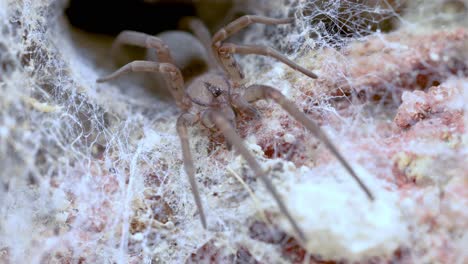 Gruselige-Spinne,-Die-Aus-Ihrem-Bau-Kommt,-Makroaufnahme