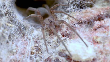 araña aterradora que sale de su madriguera, tiro macro