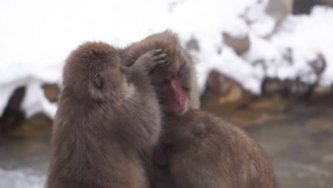 Un-Joven-Macaco-Japonés-Arreglando-A-Otro-Mono-De-Nieve.