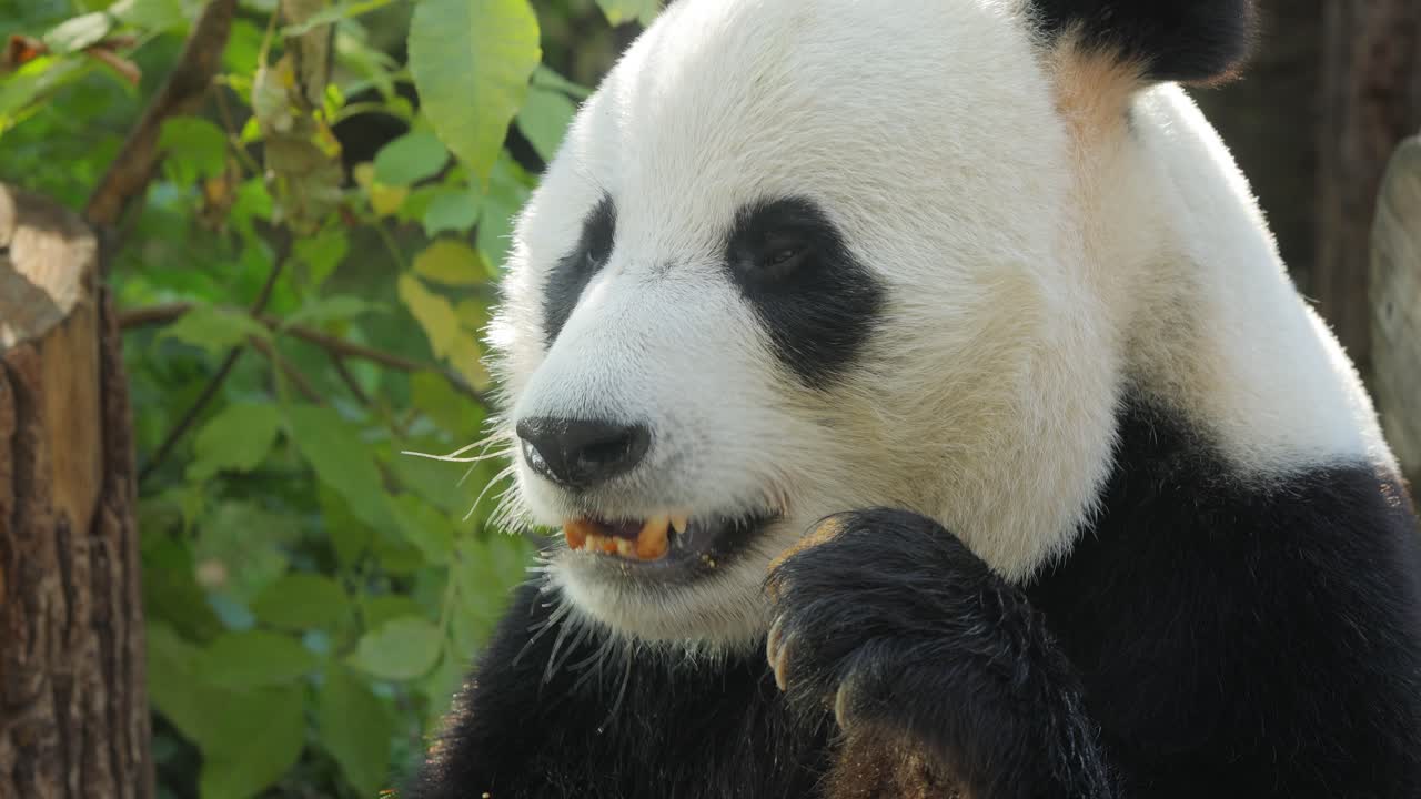 el panda gigante (ailuropoda melanoleuca) también conocido como el oso panda o simplemente el panda, es un oso nativo del sur de china central.