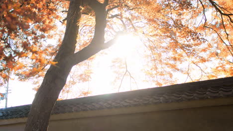 일본 교토의 가을 시즌 동안 오렌지 모미지 잎 사이로 타오르는 태양 부드러운 조명