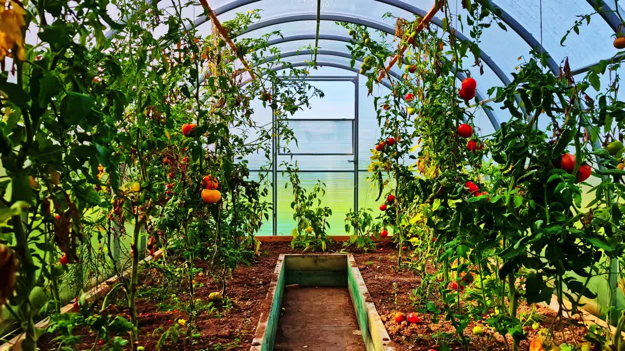 Vibrant greenhouse with ripe tomatoes on vines, peaceful and lush setting