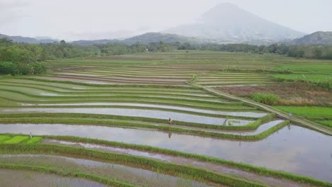 aerial shot of farmer working on flooded paddy field and silhouette of volcano in backdrop - misty and sunny day in indonesia,asia