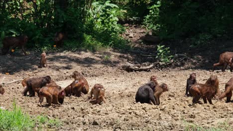 La-Madre-Con-Un-Bebé-Colgando-Sobre-Su-Vientre-Corre-Hacia-El-Lado-Derecho-Del-Marco,-La-Tropa-Ocupada-Alimentándose-De-Minerales