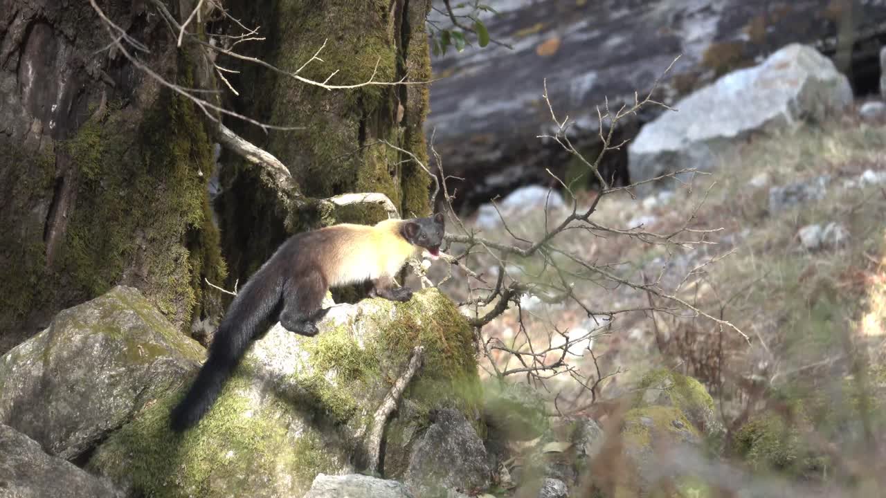 Una martora in piedi su rocce muschiose in un habitat forestale a Mardin, Turchia, che mette in mostra il suo pelo lucido e l'ambiente naturale circostante in questa serena scena di fauna selvatica