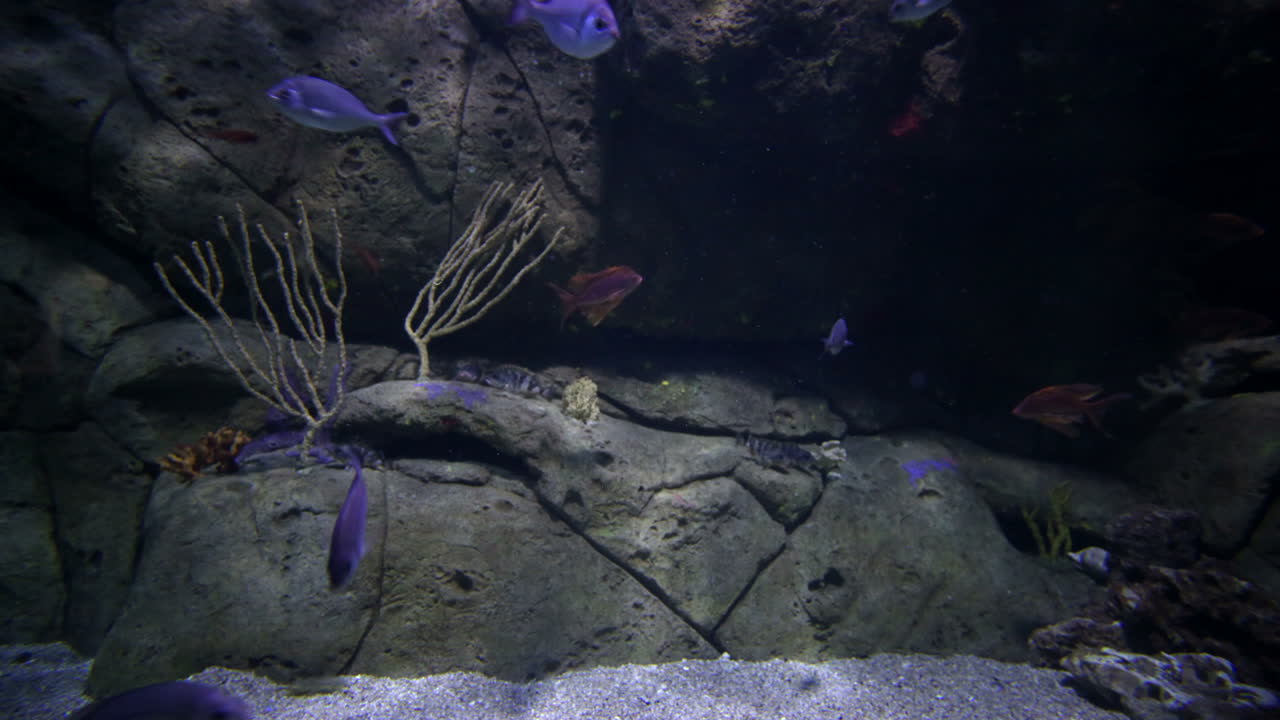 Valencia Aquairium 07