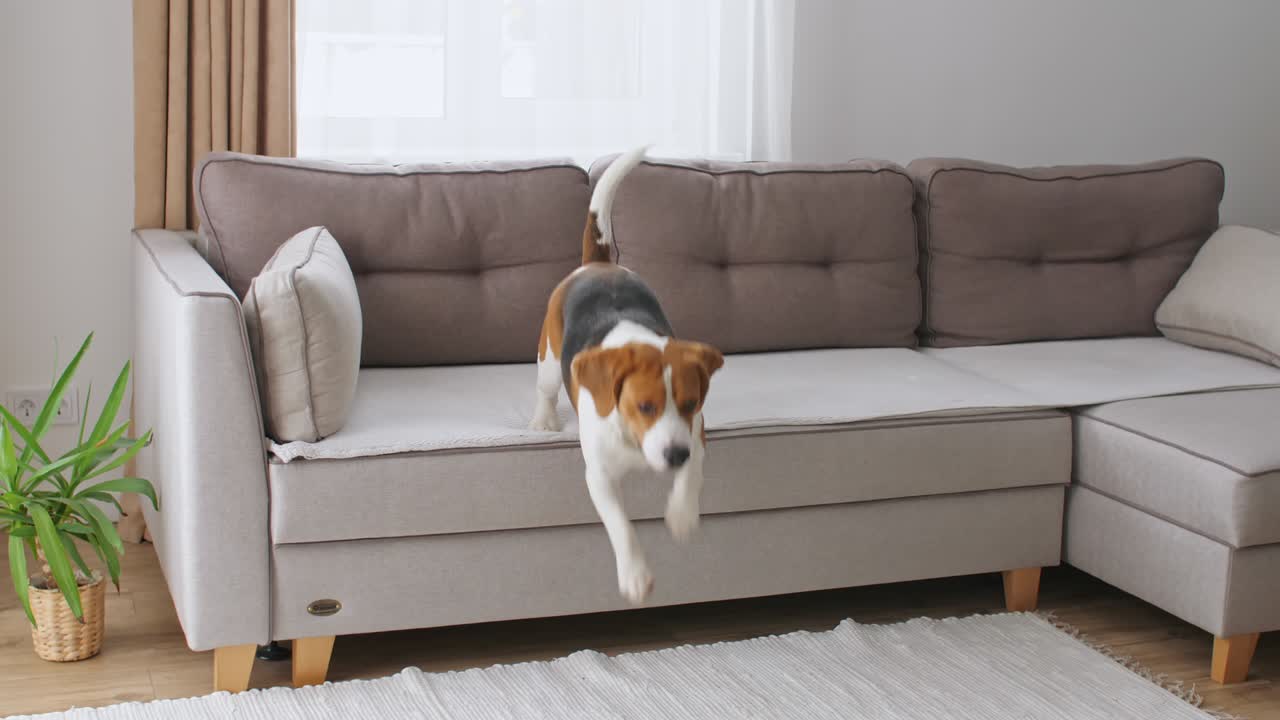 Cane Beagle seduto a casa sul divano. Il cucciolo sta riposando. Il migliore amico dell'uomo.