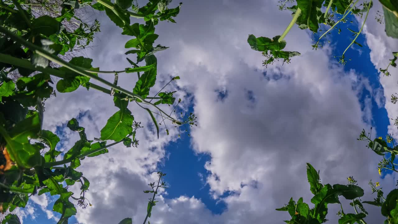 A time lapse from the ground looking up through tall green leafy plants toward a dramatic, cloudy sky. The contrast between the lush foliage and the stormy clouds creates a powerful composition.