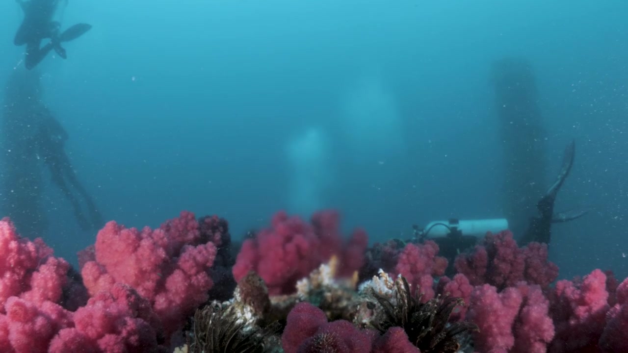 Squadra di manutenzione tecnica al lavoro su infrastrutture energetiche marittime coperte da vivaci spugne di corallo molle rosa in acque blu profonde.