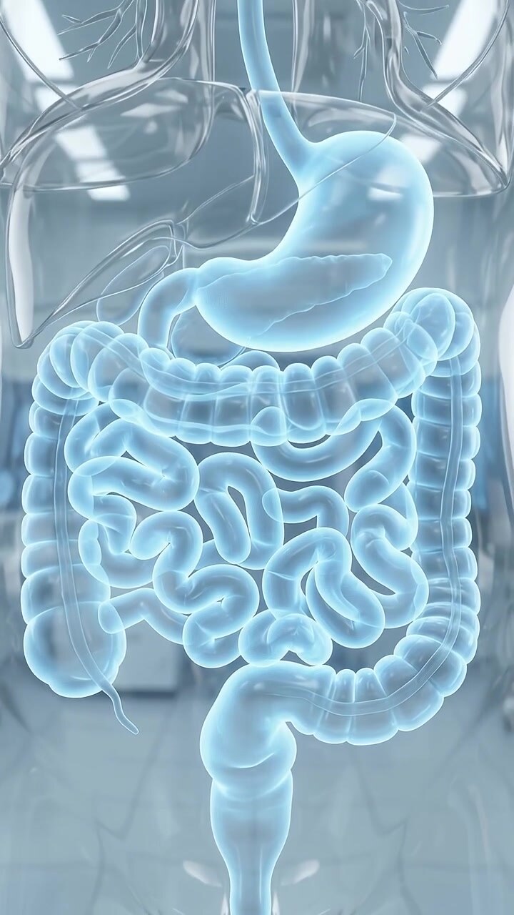 3D Medical Animation of Human Digestive System Anatomy