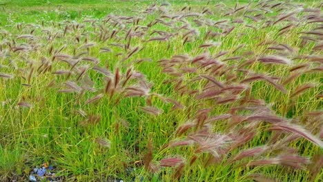 Wildkräuter-Wehen-Im-Wind-In-Ushuaia