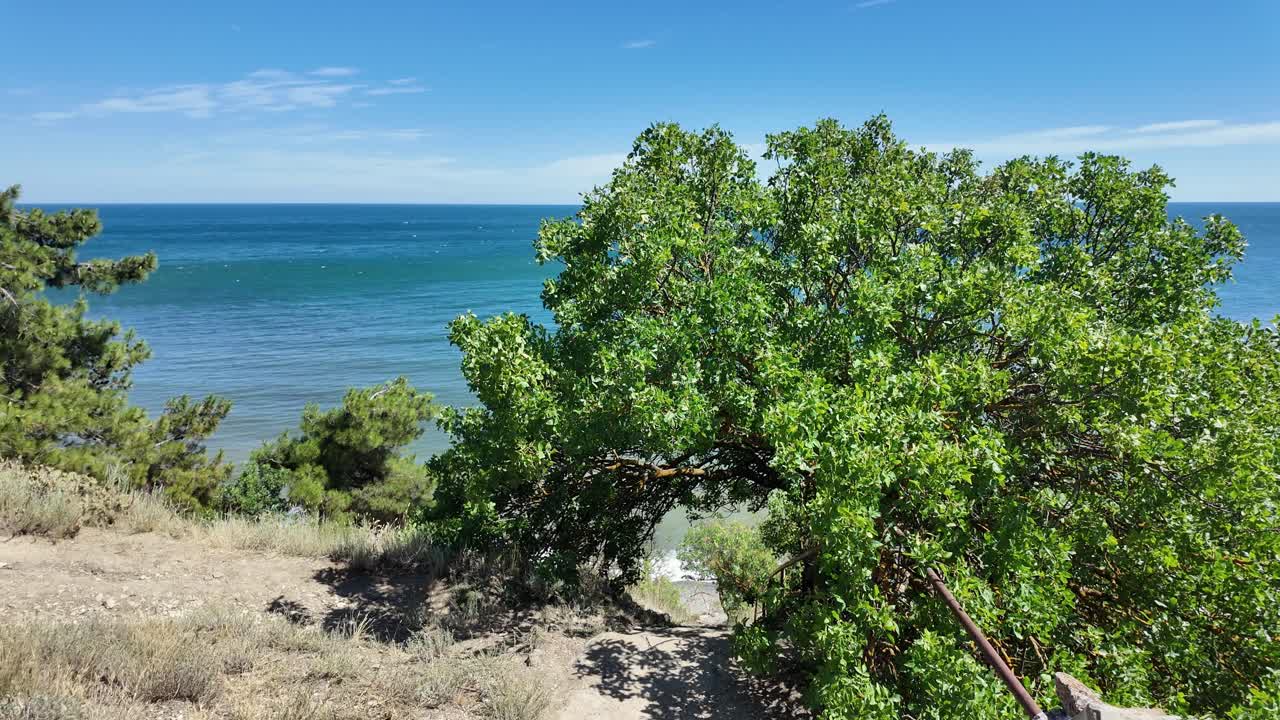 Scenic Coastal View with Green Trees and Path Leading to the Sea